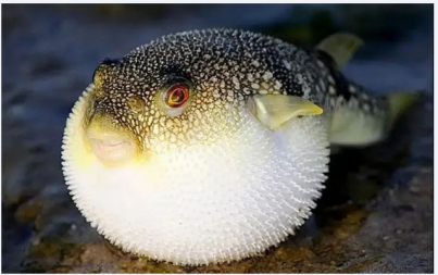 壹资网 冒死食“乖鱼”，断断不可取！河豚鱼的“致命诱惑”